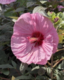 Shelly�s Bloom by Tiggs, photography->flowers gallery