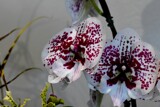 Orchid On Display #3 by tigger3, photography->flowers gallery