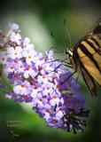 Lookin In by vangoughs, photography->butterflies gallery