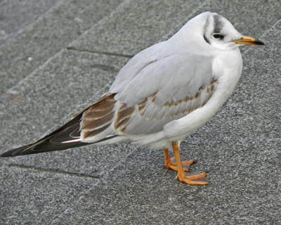 Click here to view at full resolution.