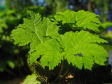 Giant Leaves 2 by Ramad, photography->gardens gallery