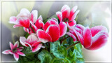 Cyclamen 3 by LynEve, photography->flowers gallery