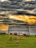 Down on the farm! by Starglow, photography->animals gallery