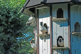 All not at Home by Ramad, photography->birds gallery