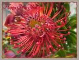 HAPPY NEW YEAR ! by LynEve, photography->general gallery