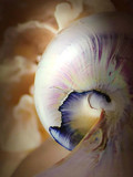 Shell by Starglow, photography->still life gallery