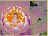 Lily in the Lily by aiced, Photography->Manipulation gallery