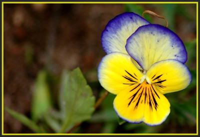Click here to view at full resolution.