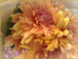 Waiting #2 by LynEve, photography->flowers gallery