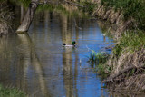 All to Himself by Pistos, photography->birds gallery