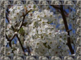 Bradford Pear Blossums by bfrank, Photography->Flowers gallery