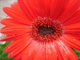 Red Daisy by lilkittees, Photography->Flowers gallery