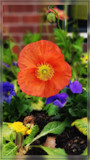 Persimmon Is in by Flmngseabass, photography->flowers gallery