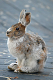 "Sitting Pretty &amp; Being So Patient" by icedancer, photography->animals gallery