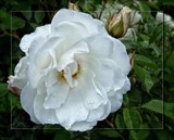 Rosa "Iceberg' by LynEve, photography->flowers gallery