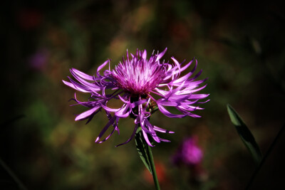 Click here to view at full resolution.