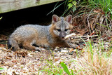 Fox pup by ted3020, photography->animals gallery