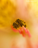 Macro 4 by doughlas, photography->macro gallery