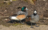 Chiloe Wigeon by gonedigital, photography->birds gallery