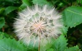 Western Goat's Beard by BossCamper, photography->flowers gallery