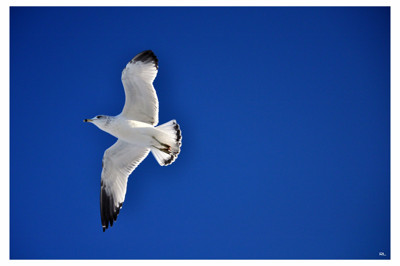 Click here to view at full resolution.