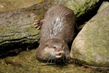Otter by Paul_Gerritsen, Photography->Butterflies gallery