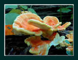 Colorful Fungi by gerryp, Photography->Mushrooms gallery