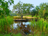 Brackish by Mvillian, photography->landscape gallery