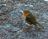 Robin by biffobear, photography->birds gallery