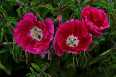 Click here to view at full resolution.