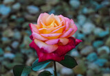 Rose by Mitsubishiman, photography->flowers gallery