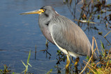 Little Blue Heron by Paul_Gerritsen, Photography->Birds gallery