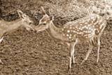 Whispering Secrets by Ramad, photography->animals gallery