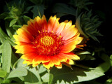 Gallardia by trixxie17, photography->flowers gallery