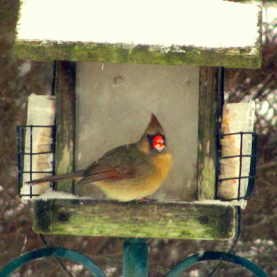 Click here to view at full resolution.