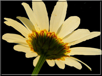Click here to view at full resolution.