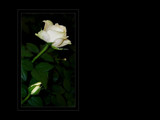 Desktop Roses by LynEve, Photography->Flowers gallery