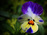 Getting close to Pansy by LynEve, photography->flowers gallery