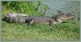 King of the Bayou by bryancito, Photography->Animals gallery