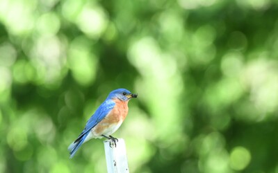 Click here to view at full resolution.