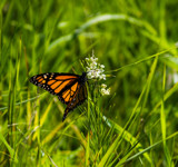 Monarch on Poison Milkweed by Pistos, photography->butterflies gallery