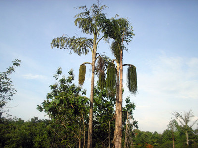 Click here to view at full resolution.