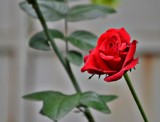 Red rose by sahadk, photography->flowers gallery