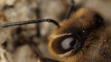 Eye to Eye by ryzst, photography->insects/spiders gallery