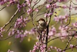 Sparrow in the Spring... by egggray, Photography->Birds gallery