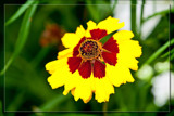'Queen' With A 'Golden Crown' by corngrowth, photography->flowers gallery 'Queen' With A 'Golden Crown' by corngrowth, photography->flowers gallery