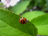 coccinelle trs nette by crystaliane, photography->insects/spiders gallery