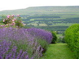 Lavender bushes by tjreilly, Photography->Landscape gallery