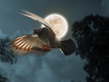 Moon Flight by gabriela2006, Photography->Manipulation gallery