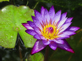 another lovely (water) lily by jeenie11, Photography->Flowers gallery